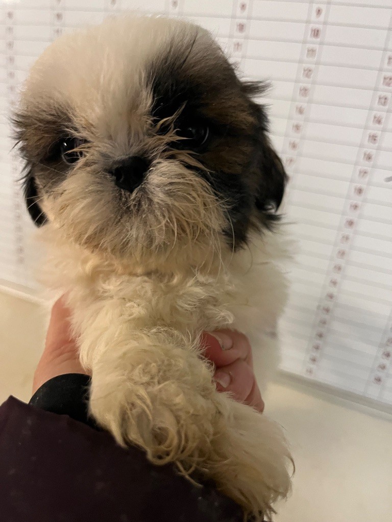De Pepsie Pep's - Chiots disponibles - Shih Tzu
