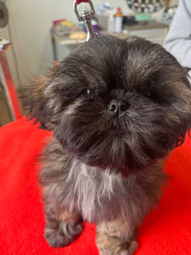 De Pepsie Pep's - Chiots disponibles - Shih Tzu