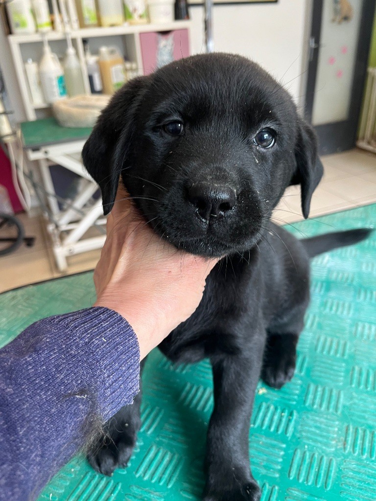 De Pepsie Pep's - Chiots disponibles - Labrador Retriever