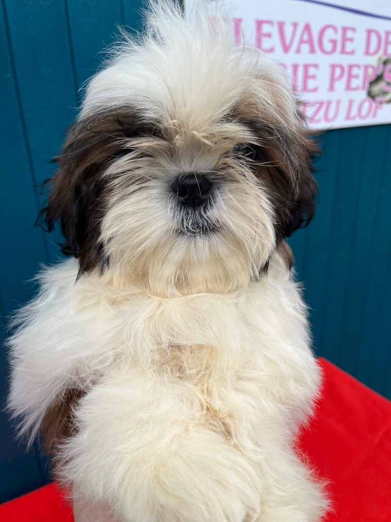 De Pepsie Pep's - Chiots disponibles - Shih Tzu