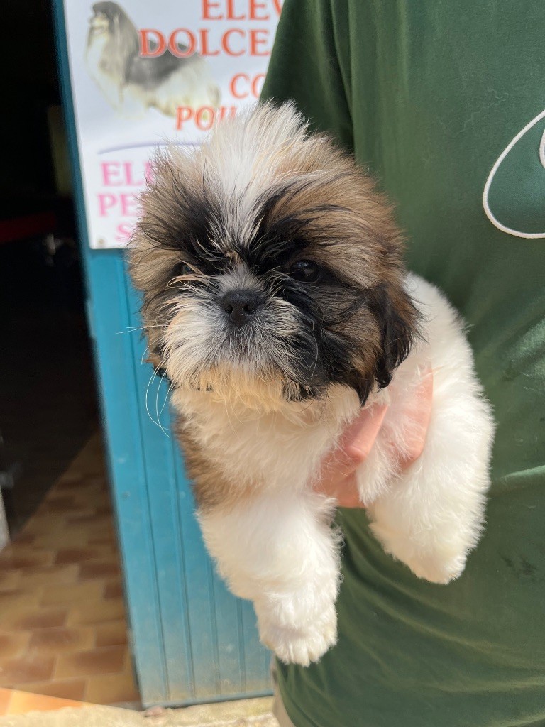 De Pepsie Pep's - Chiots disponibles - Shih Tzu