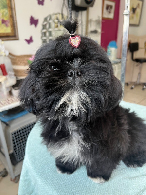 Talya