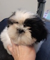 Oreo