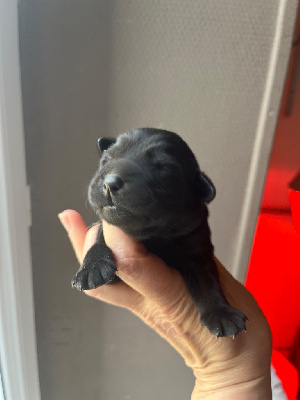 CHIOT 3
