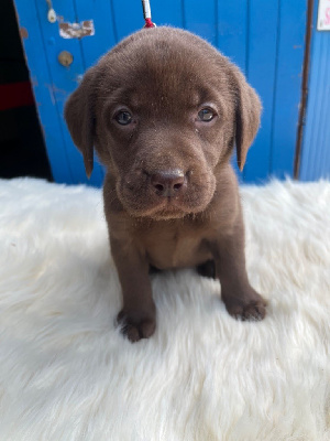 CHIOT 6