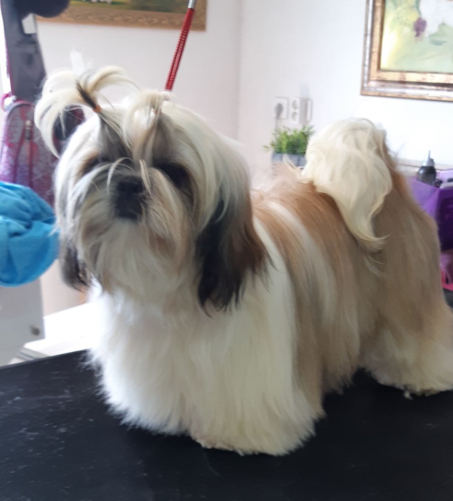 De Pepsie Pep's - Shih Tzu - Portée née le 08/10/2018