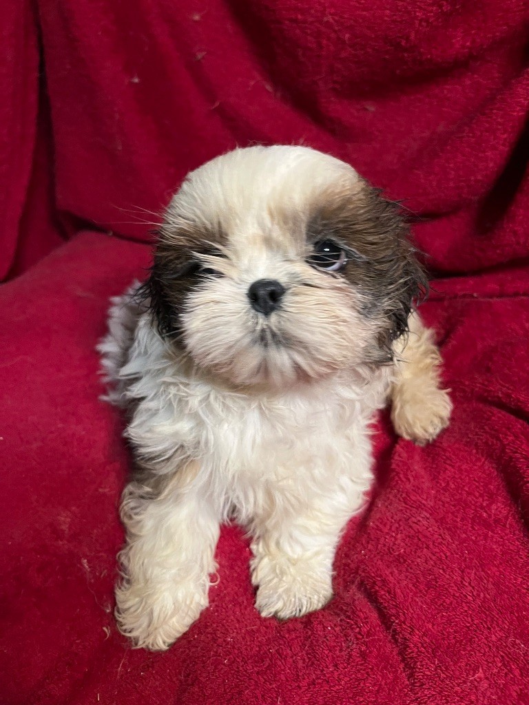 De Pepsie Pep's - Chiots disponibles - Shih Tzu
