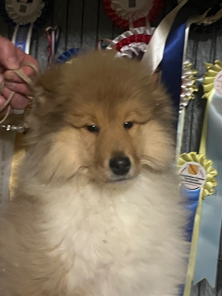 De Pepsie Pep's - Chiots disponibles - Colley à poil long