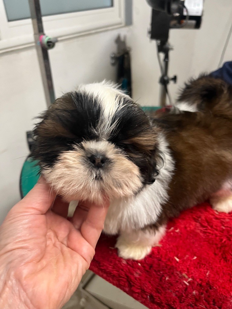 De Pepsie Pep's - Chiots disponibles - Shih Tzu