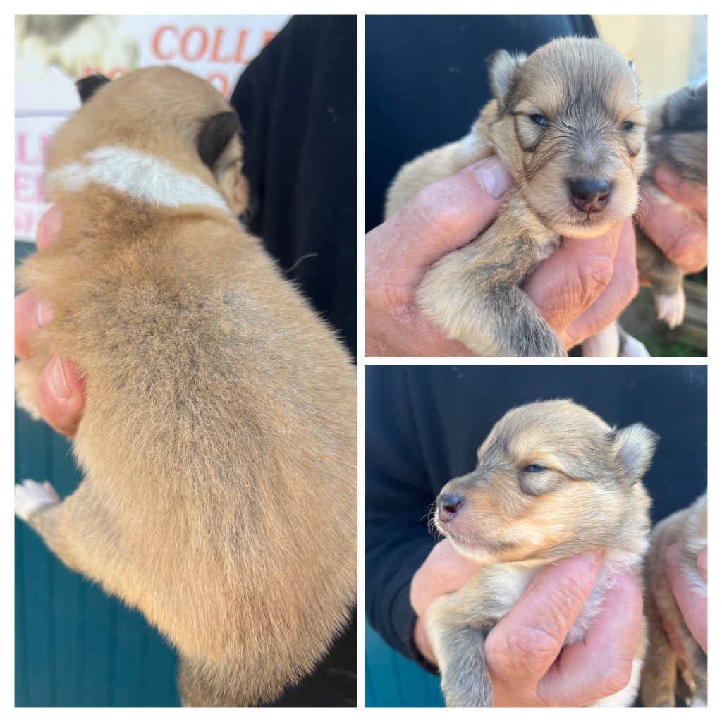 De Pepsie Pep's - Chiots disponibles - Colley à poil long