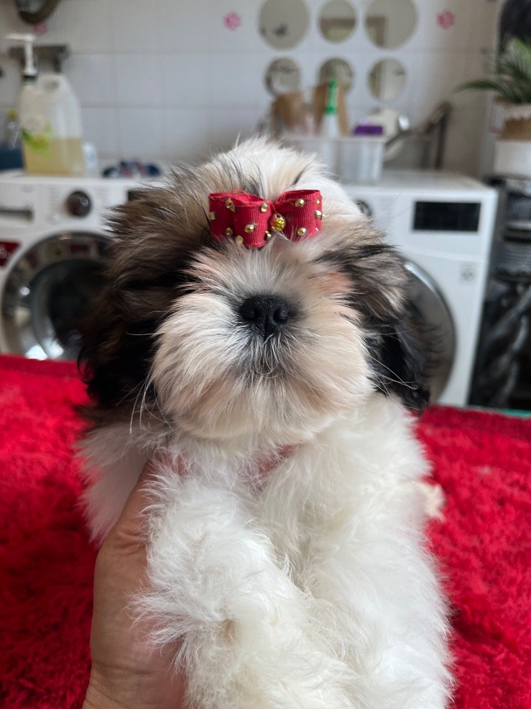 De Pepsie Pep's - Chiots disponibles - Shih Tzu