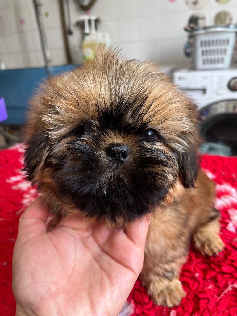 De Pepsie Pep's - Chiots disponibles - Shih Tzu