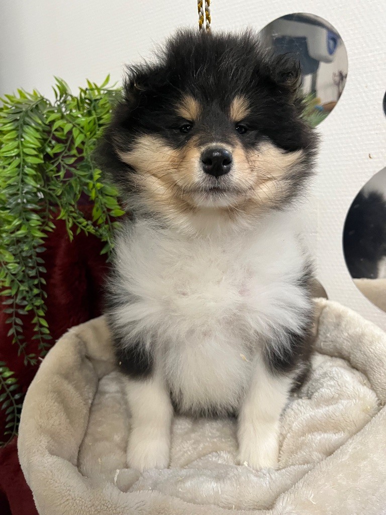 De Pepsie Pep's - Chiots disponibles - Colley à poil long