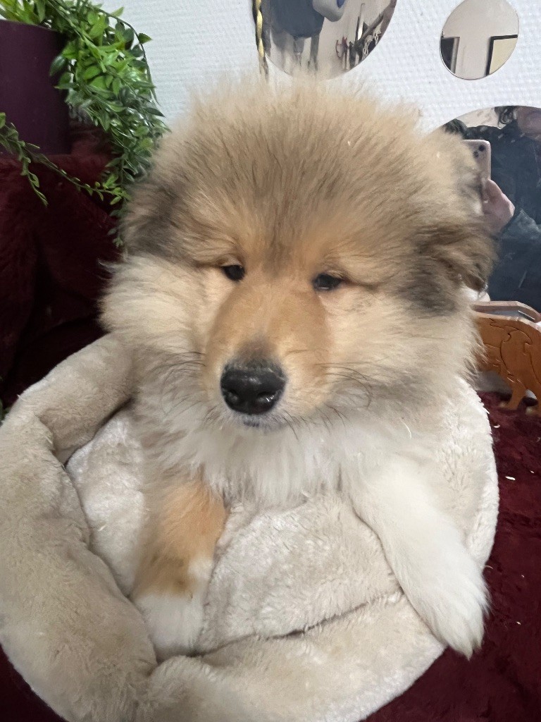 De Pepsie Pep's - Chiots disponibles - Colley à poil long