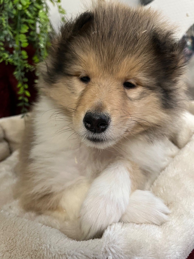 De Pepsie Pep's - Chiots disponibles - Colley à poil long