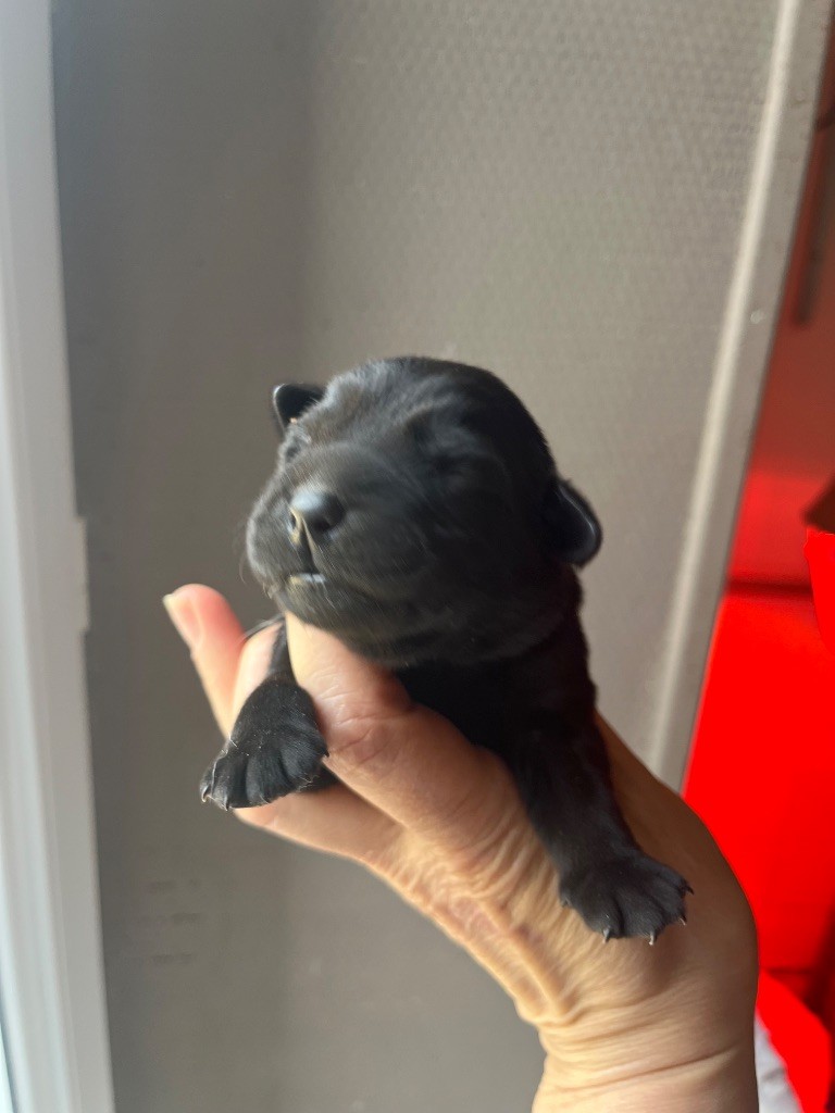 De Pepsie Pep's - Chiots disponibles - Labrador Retriever