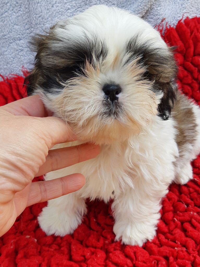 De Pepsie Pep's - Shih Tzu - Portée née le 02/02/2020
