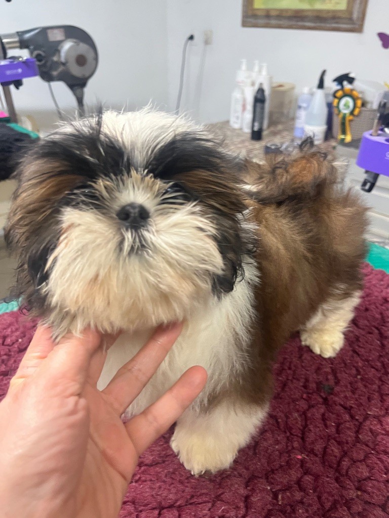 De Pepsie Pep's - Chiots disponibles - Shih Tzu