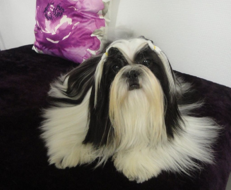 De Pepsie Pep's - Shih Tzu - Portée née le 23/10/2016