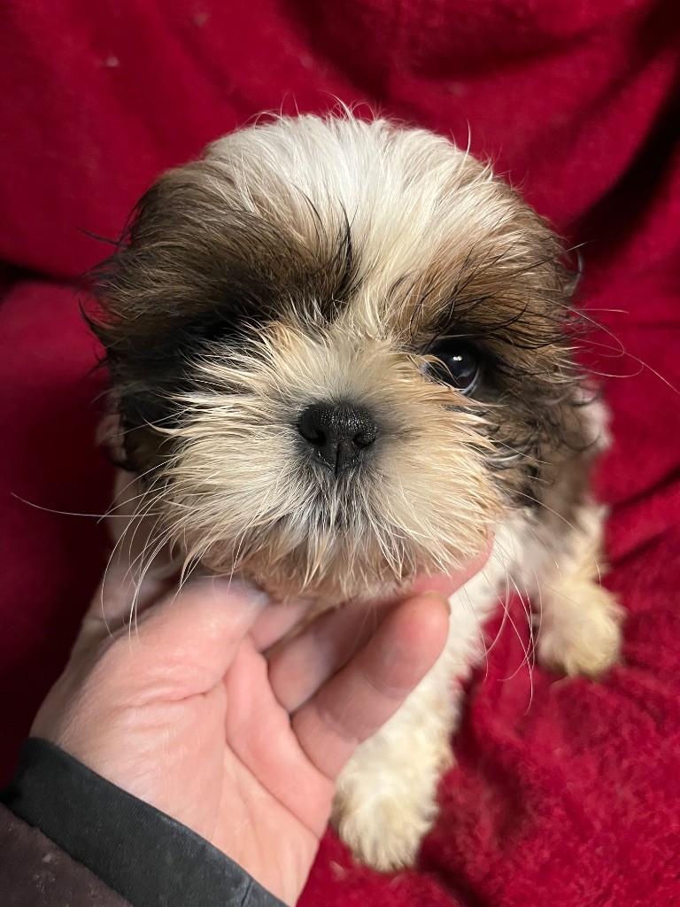 De Pepsie Pep's - Chiots disponibles - Shih Tzu