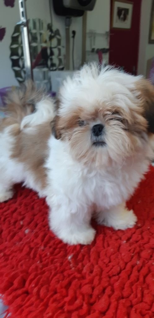 De Pepsie Pep's - Shih Tzu - Portée née le 14/07/2019