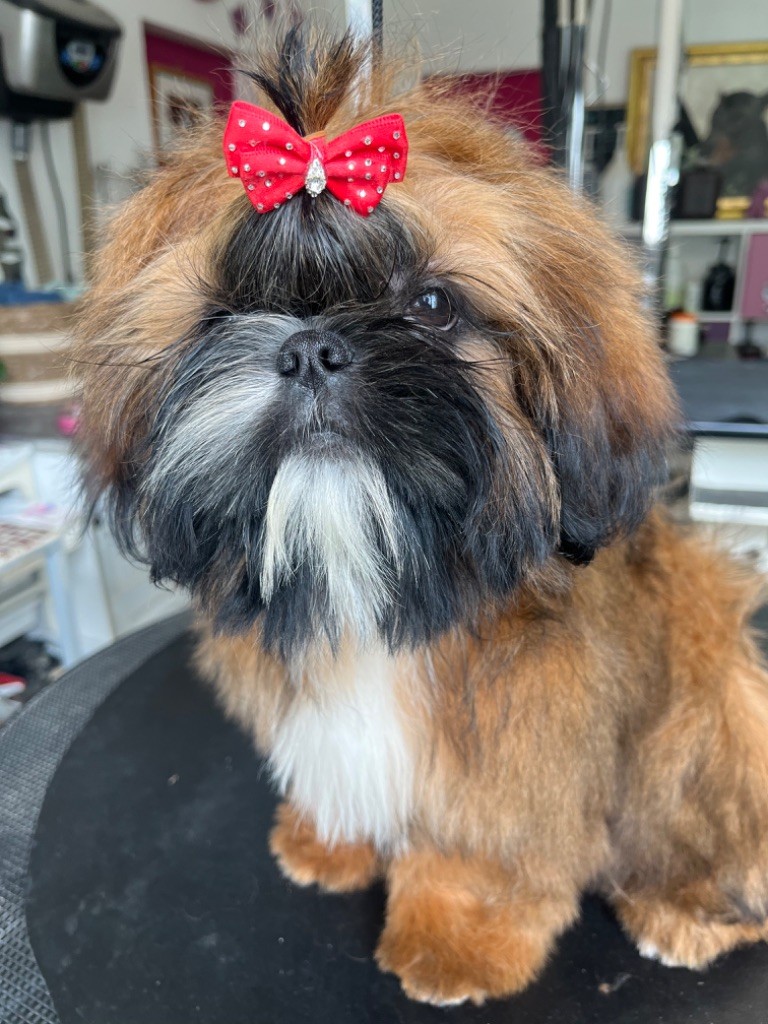 De Pepsie Pep's - Shih Tzu - Portée née le 14/02/2022