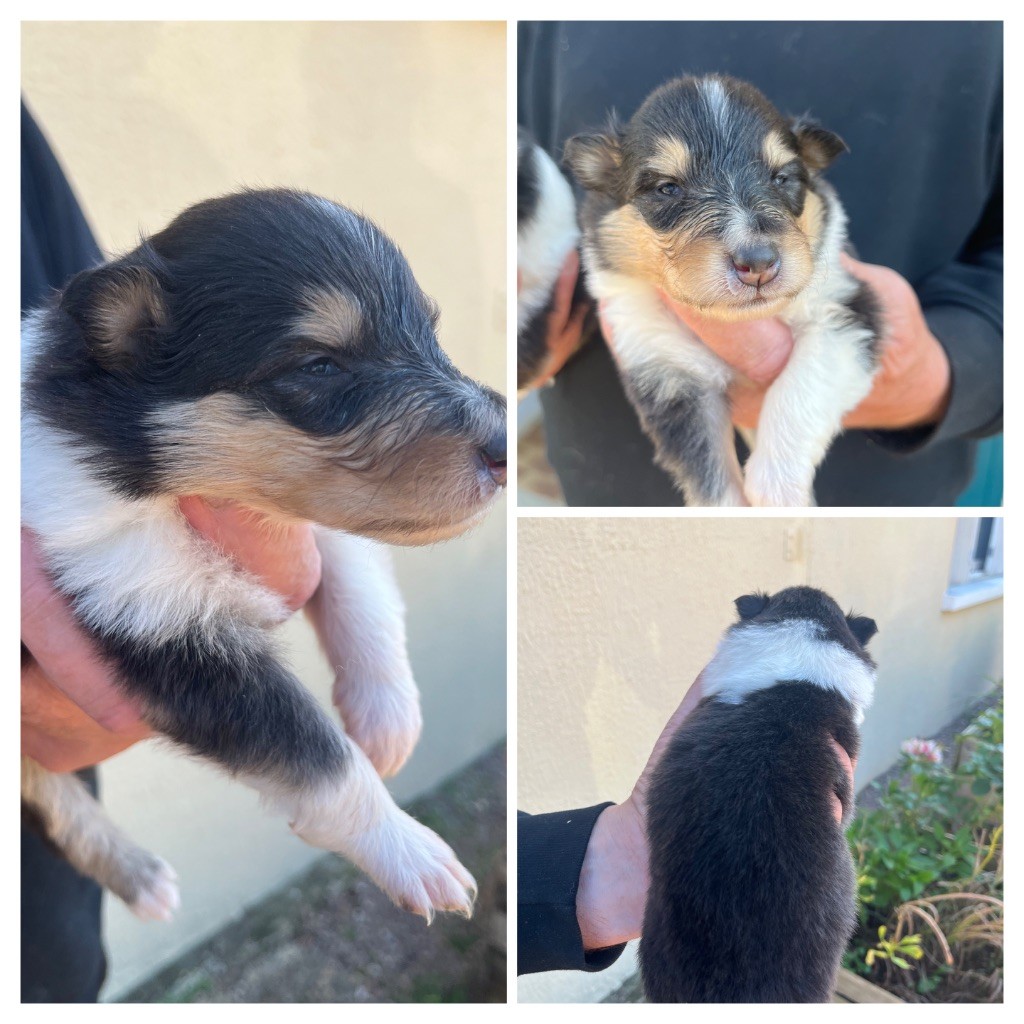 De Pepsie Pep's - Chiots disponibles - Colley à poil long