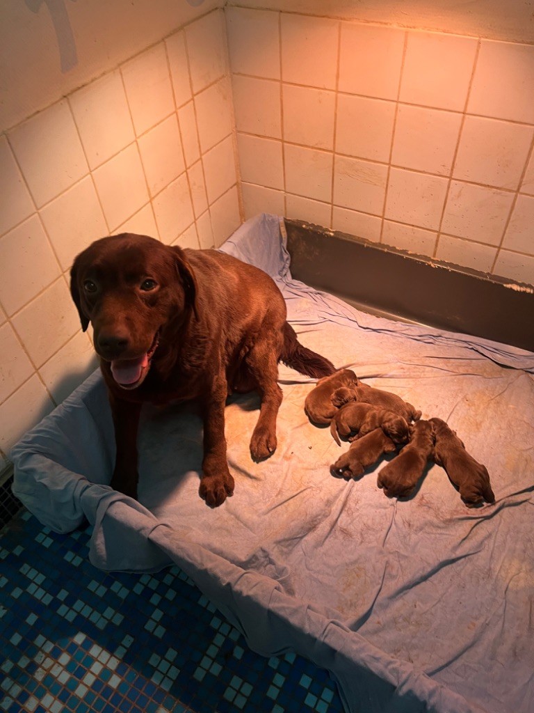 De Pepsie Pep's - Labrador Retriever - Portée née le 19/02/2023