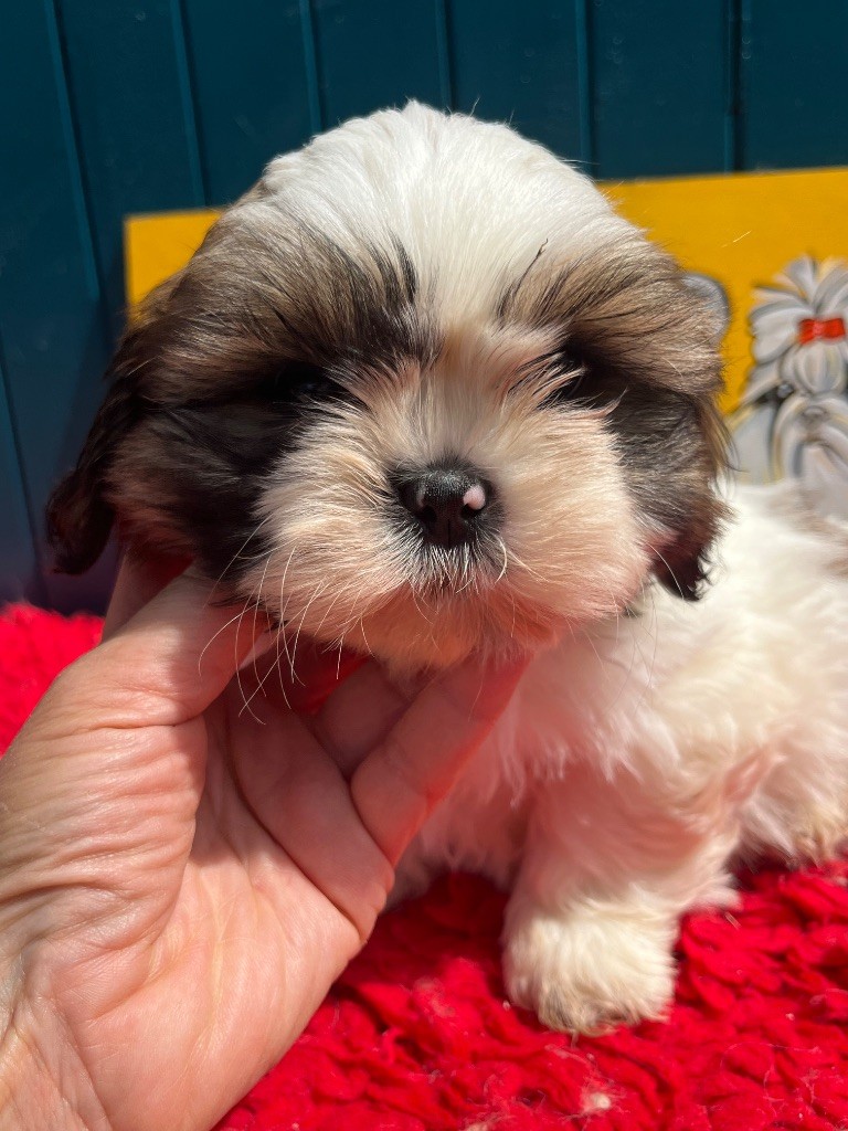 De Pepsie Pep's - Chiots disponibles - Shih Tzu