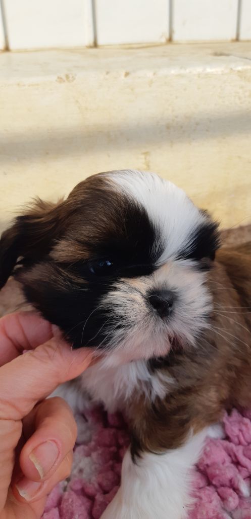 De Pepsie Pep's - Shih Tzu - Portée née le 09/03/2021