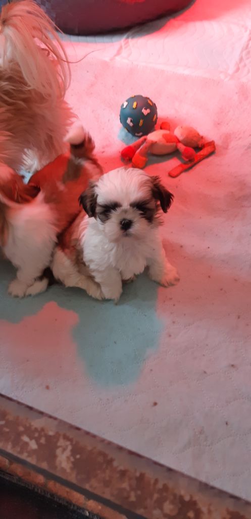 De Pepsie Pep's - Shih Tzu - Portée née le 05/10/2020