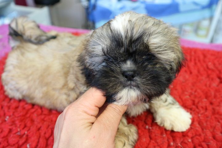 De Pepsie Pep's - Shih Tzu - Portée née le 22/04/2019