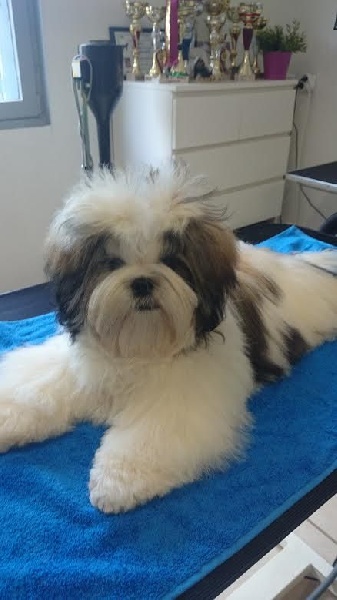 De Pepsie Pep's - Shih Tzu - Portée née le 07/12/2014