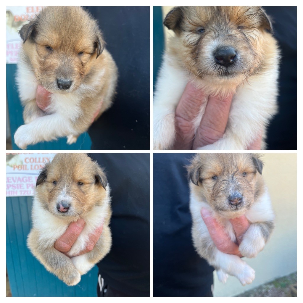 Chiot Colley à poil long De Pepsie Pep's