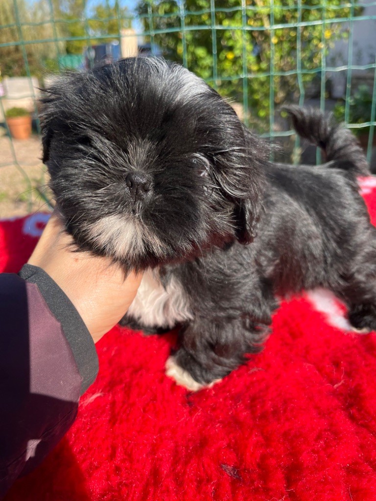 De Pepsie Pep's - Shih Tzu - Portée née le 02/09/2024