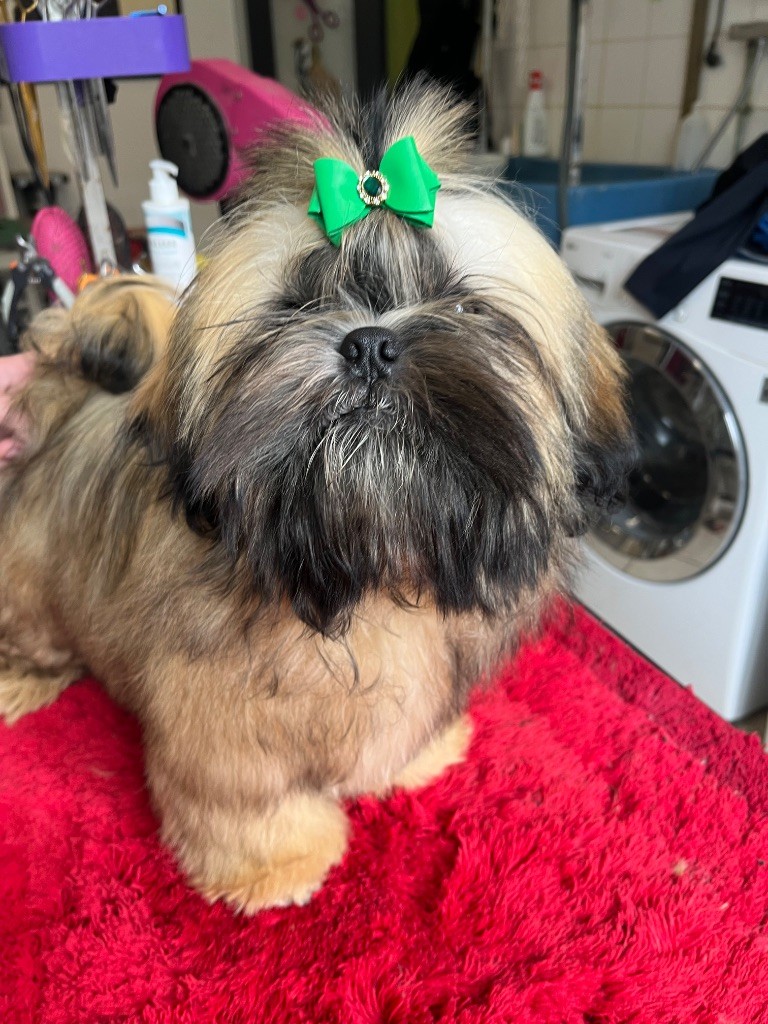 De Pepsie Pep's - Chiots disponibles - Shih Tzu