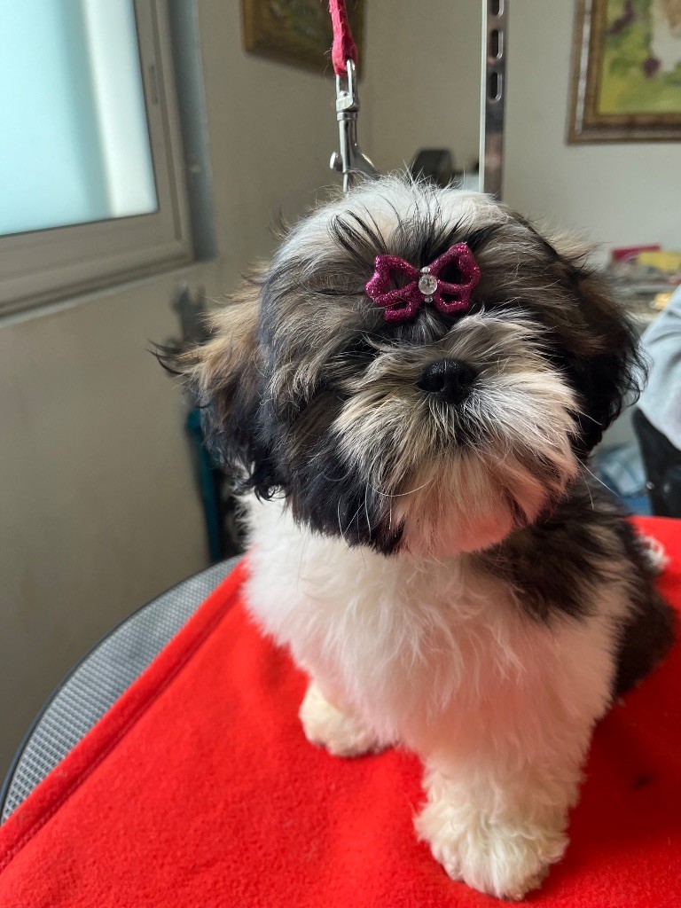 De Pepsie Pep's - Chiots disponibles - Shih Tzu