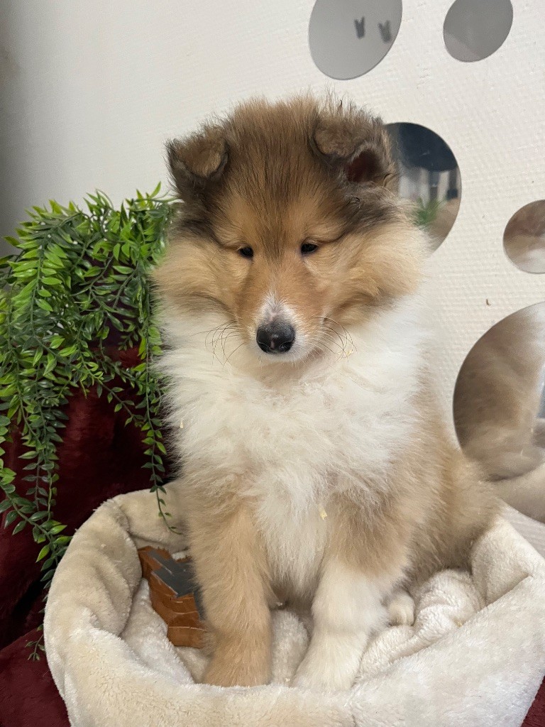 De Pepsie Pep's - Chiots disponibles - Colley à poil long