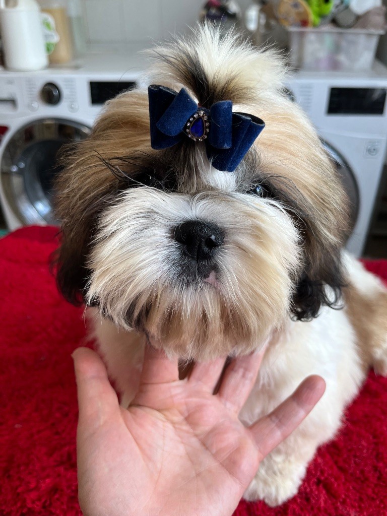 De Pepsie Pep's - Chiots disponibles - Shih Tzu