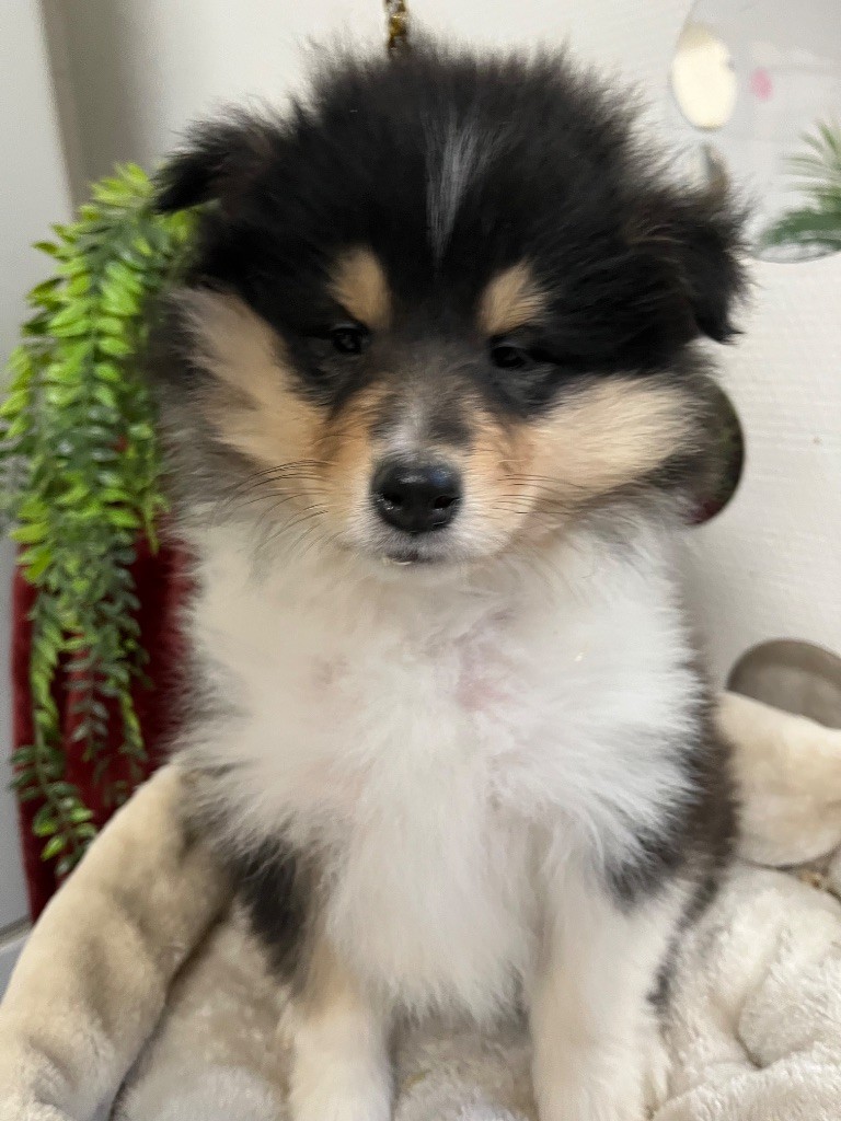 De Pepsie Pep's - Chiots disponibles - Colley à poil long