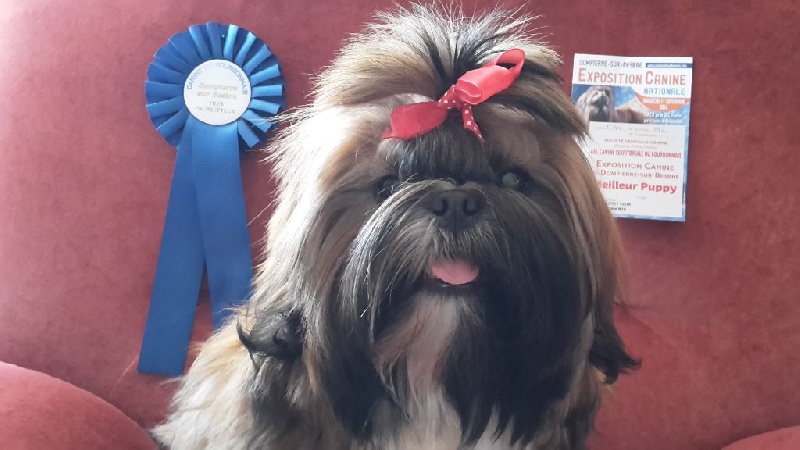 De Pepsie Pep's - Shih Tzu - Portée née le 24/02/2016