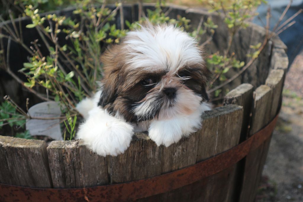 De Pepsie Pep's - Shih Tzu - Portée née le 12/02/2018