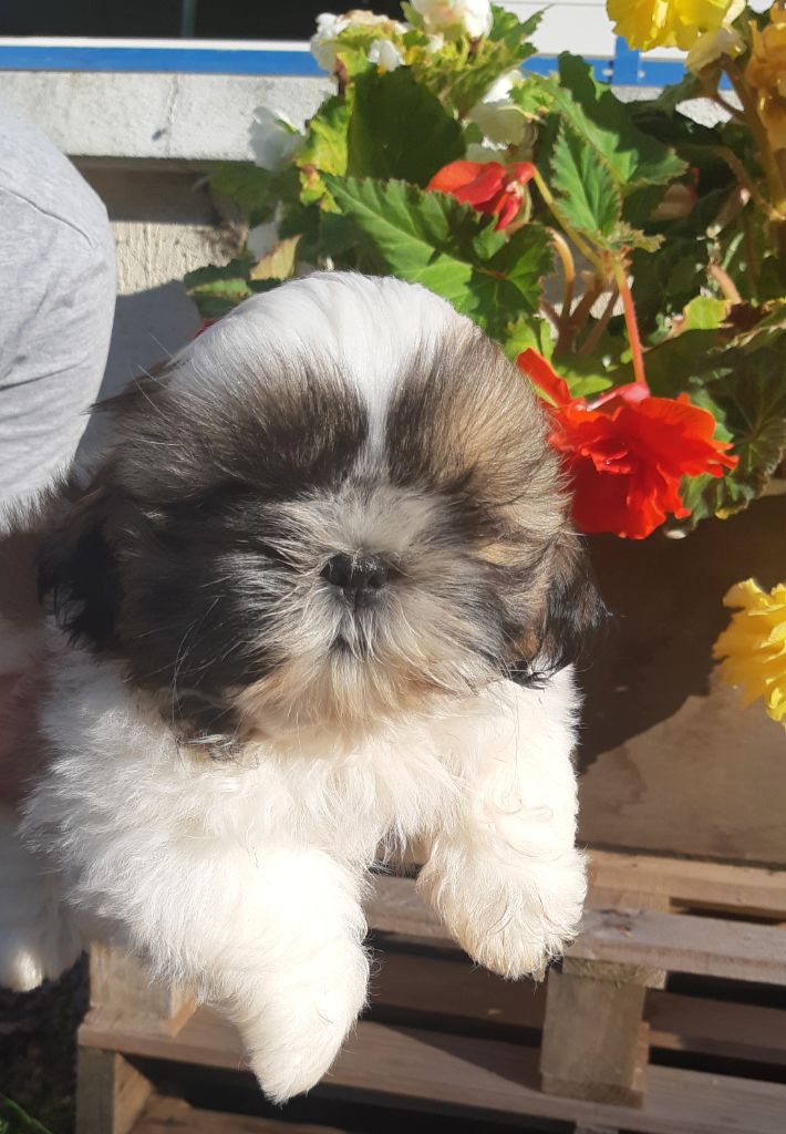 De Pepsie Pep's - Shih Tzu - Portée née le 02/07/2021