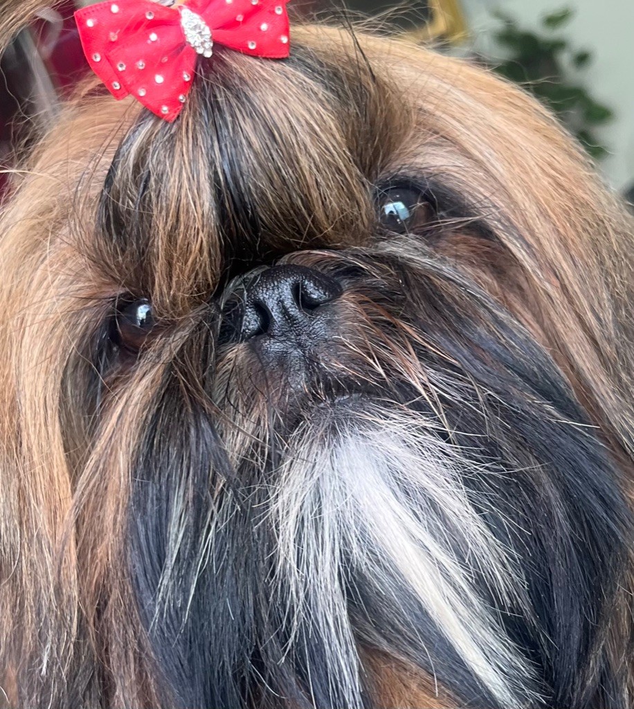 De Pepsie Pep's - Shih Tzu - Portée née le 16/10/2021