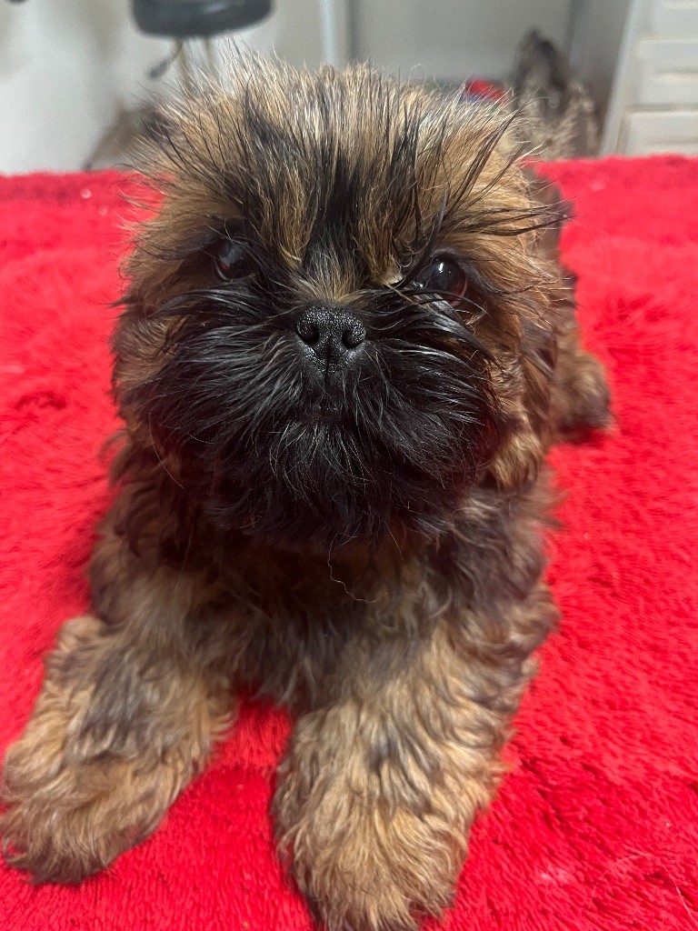 De Pepsie Pep's - Chiots disponibles - Shih Tzu